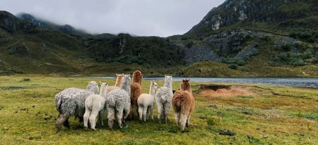 A group of alpacas next to water and a mountain