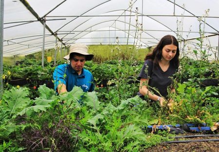 Two students working in a greenhouse