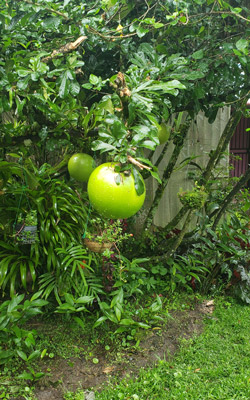 huge fruit in panama