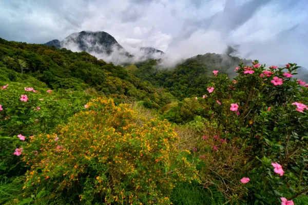 República Dominicana – flores de montaña