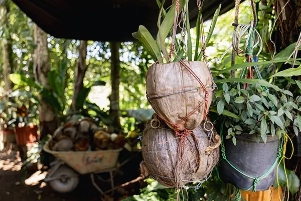 Hanging coconut shell planters
