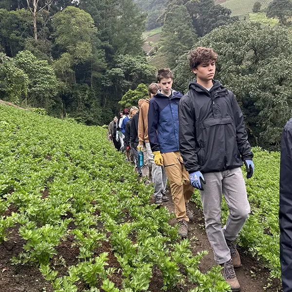 Volunteers walking through plantation
