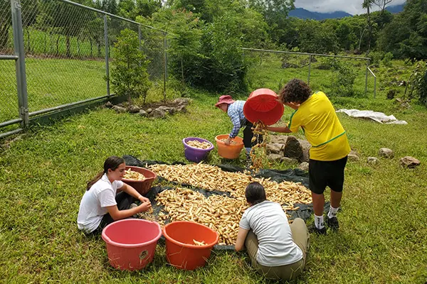 Volunteers sorting harvested crops onto a tarp outdoors