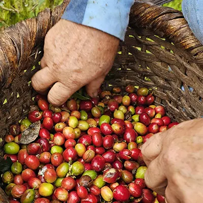Coffee beans