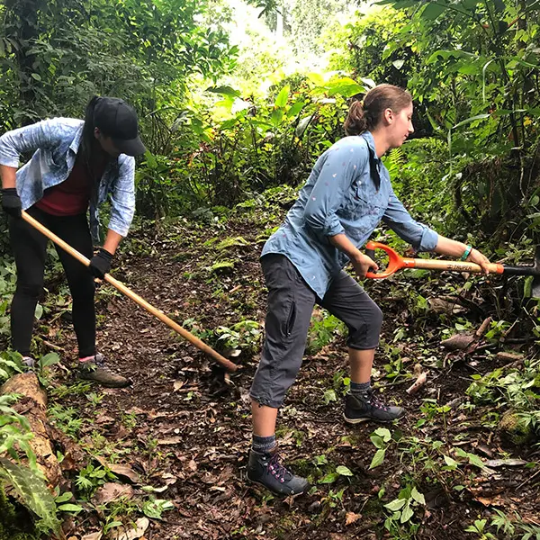 Volunteers maintaining a wooded trail with hand tools in a dense forest