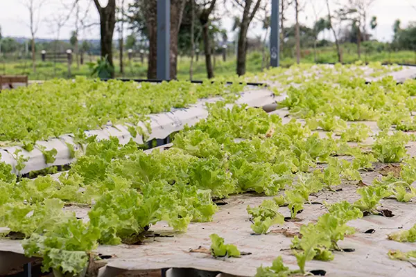 Rows of vibrant green lettuce growing in a outdoor hydroponic garden system