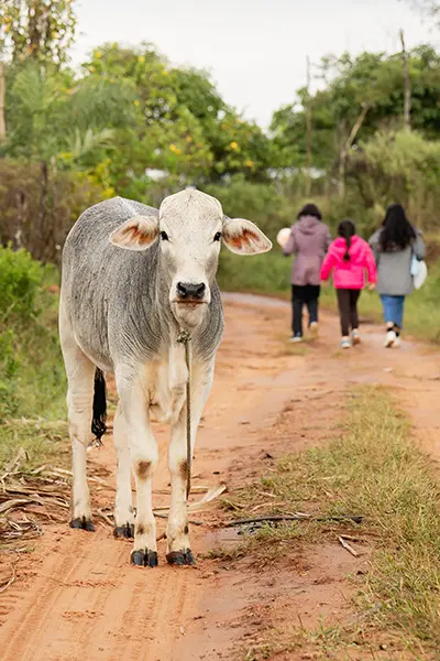 Calf standing on a community road with volunteers walking on the background
