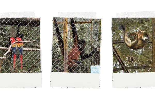 Bridge_25.5.png