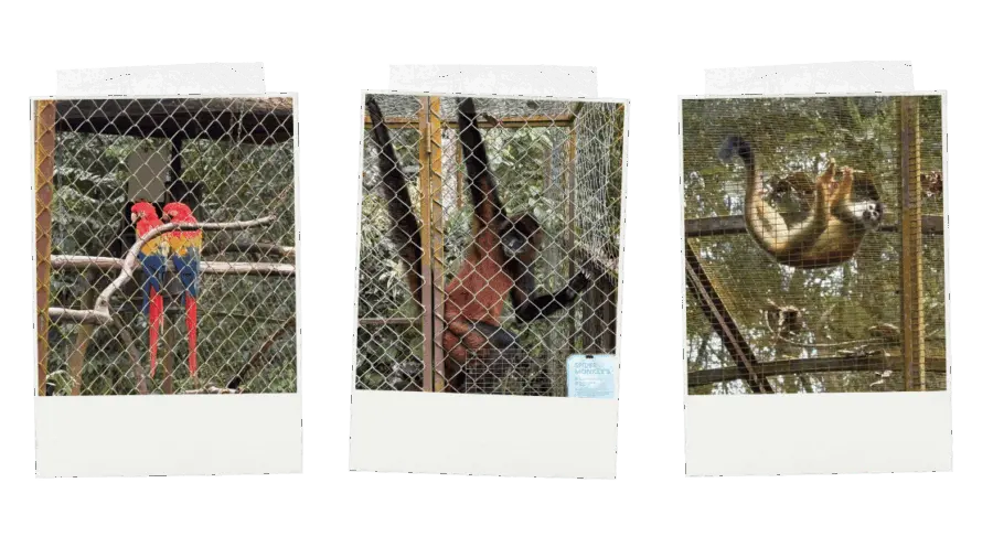 Bridge_25.5.png
