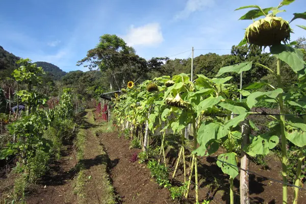 Finca-San-Francisco-600×450-1.jpg