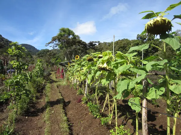Finca-San-Francisco-600×450-1.jpg