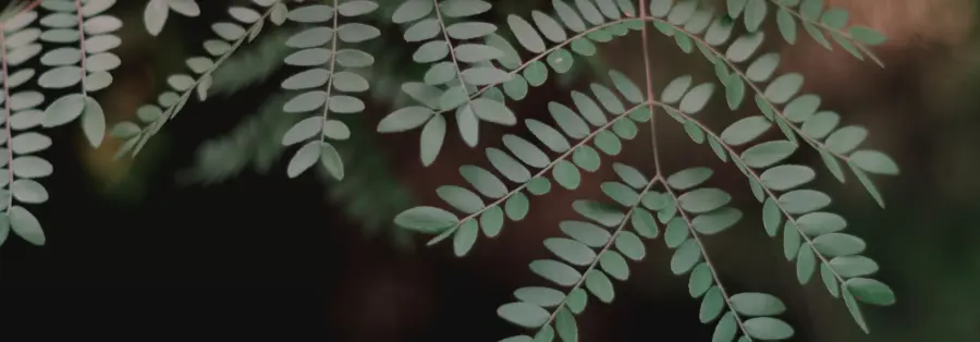 Uruguay-plant-1920×670.jpg