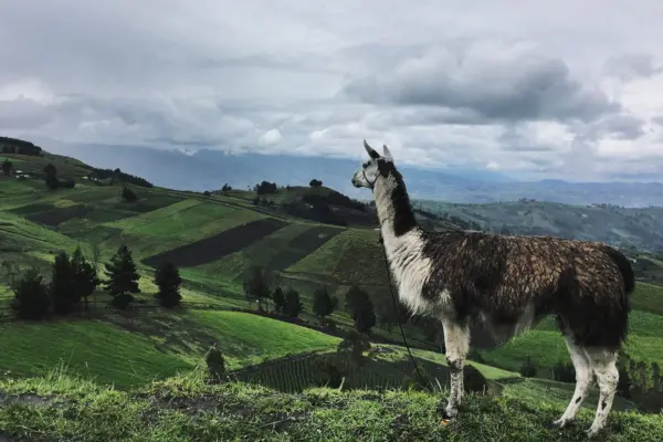 alpaca-1920×1080.jpg