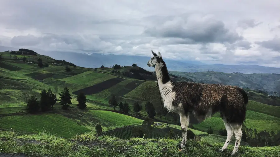 alpaca-1920×1080.jpg