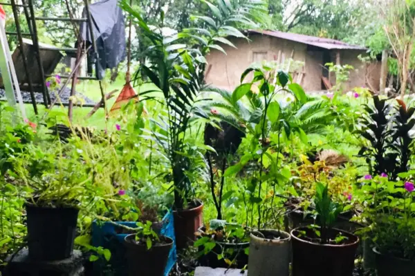 azuero-plants-1920×670.jpg
