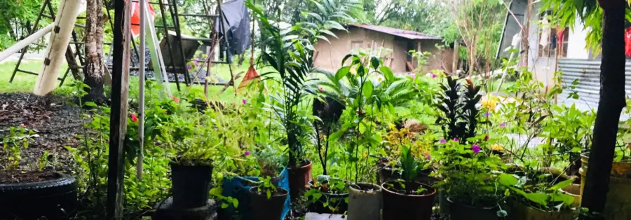 azuero-plants-1920×670.jpg