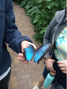 butterfly.png