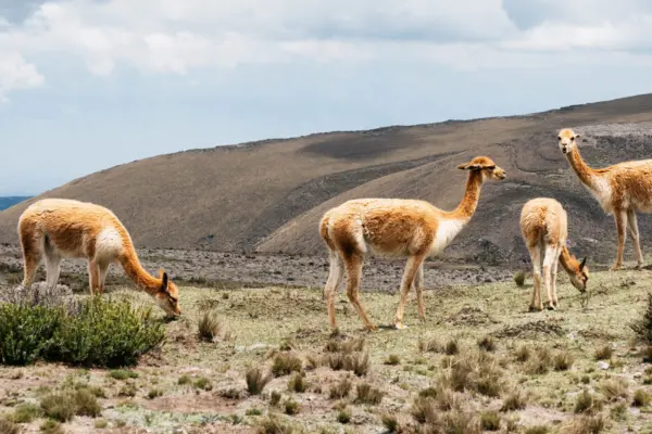 chimborazoguanaco1920x670.jpg