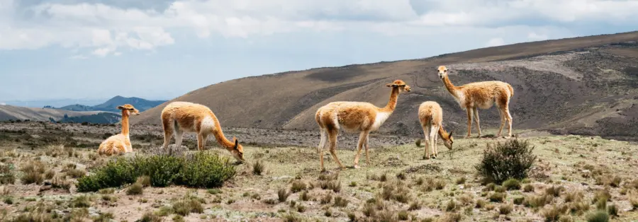chimborazoguanaco1920x670.jpg
