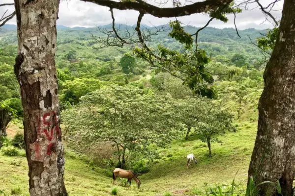 cocle-w1blog1920x1080.jpg