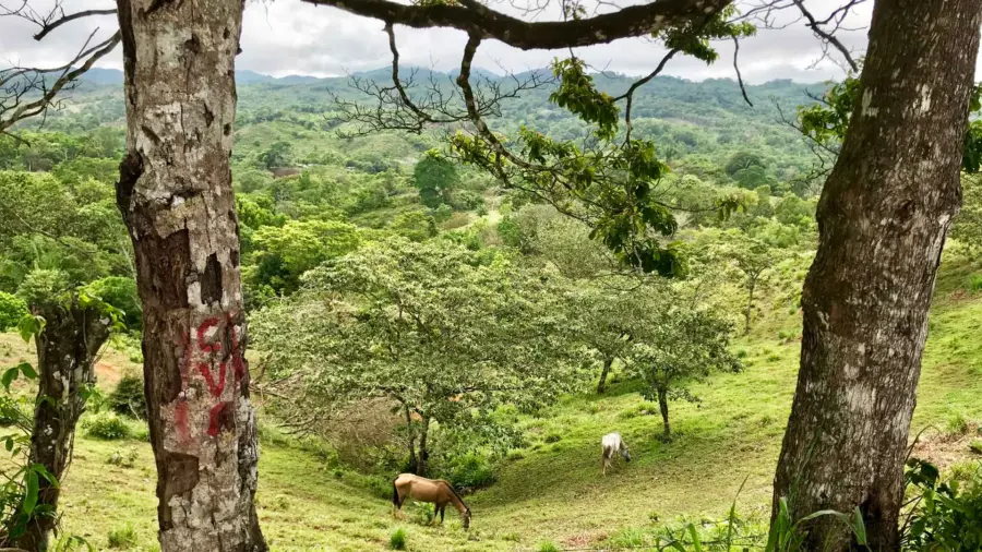 cocle-w1blog1920x1080.jpg