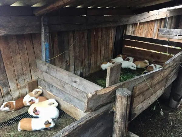 farming cuy in ecuador