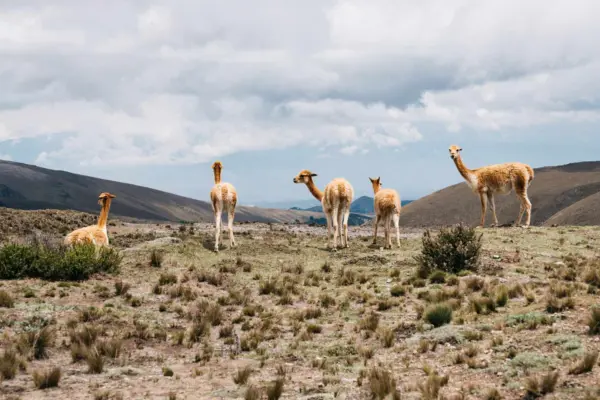 llama-blog-1920×1080.jpg