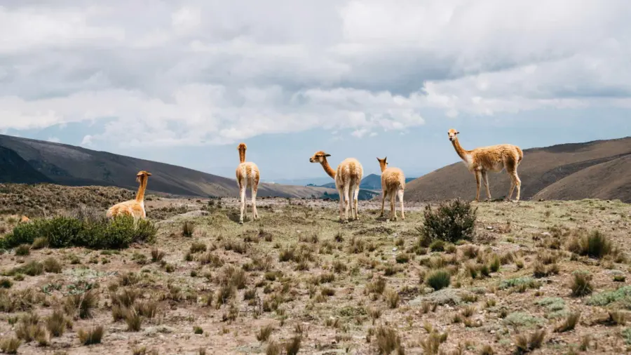 llama-blog-1920×1080.jpg