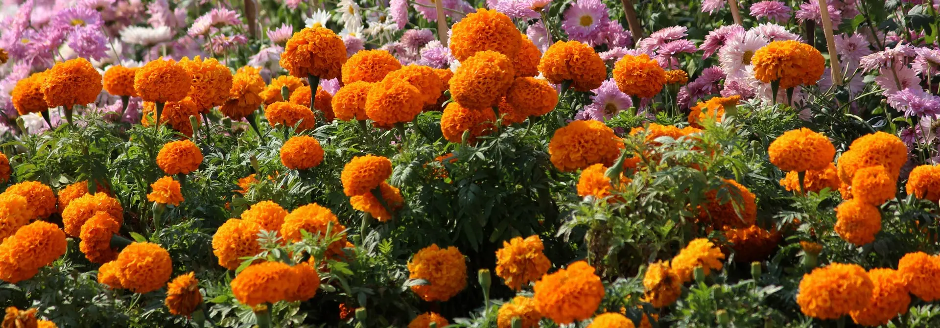 Marigolds
