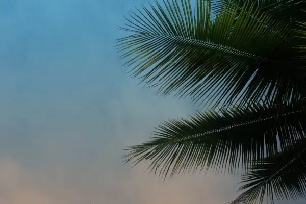 palm-fronds-1920×1080.jpg
