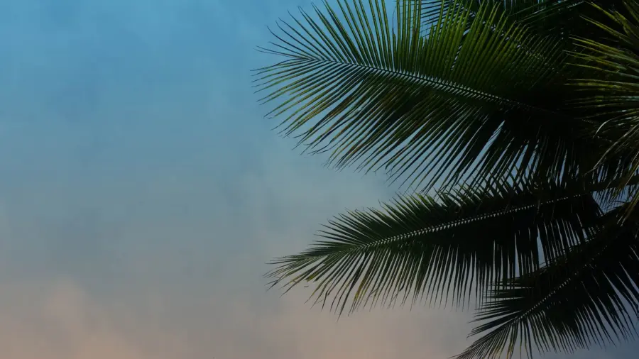 palm-fronds-1920×1080.jpg