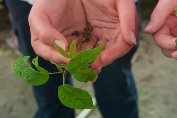 panama-reforestation-nursery-1920×670.jpg