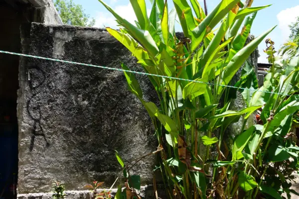 plant-and-wall-1920×1080.jpg