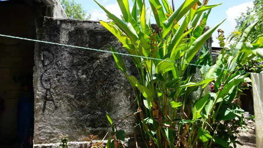 plant-and-wall-1920×1080.jpg