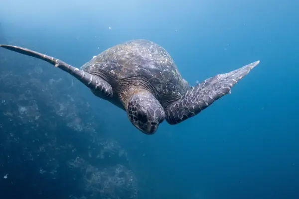 sea-turtle-1920×1080.jpg