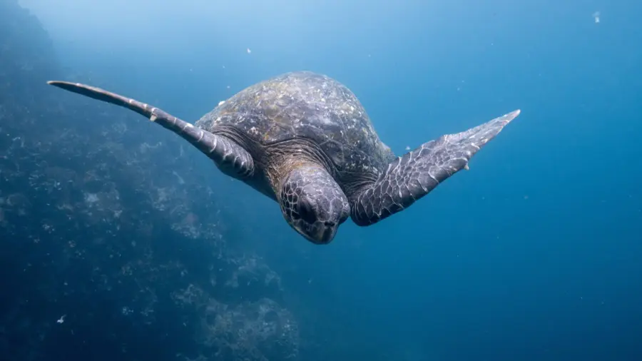 sea-turtle-1920×1080.jpg