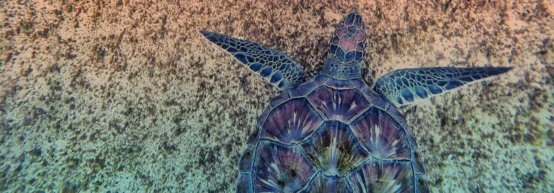 Se Turtle