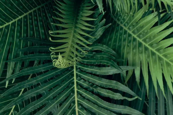 tropical-plant-1920×670-1.jpg
