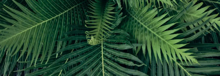 tropical-plant-1920×670-1.jpg